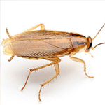 Cucaracha alemana