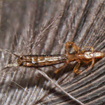 Piojo de paloma