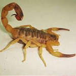 Escorpion